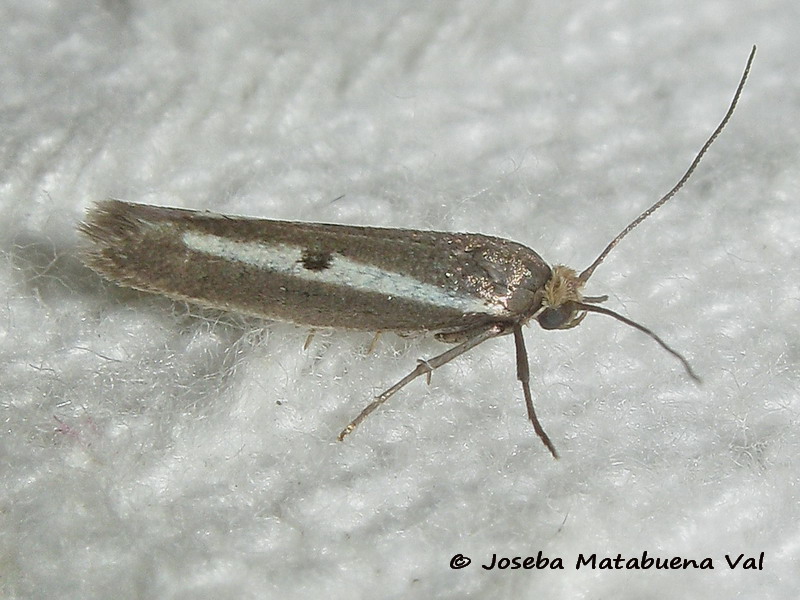 Micro da ID: Parahyponomeuta egregiella- Yponomeutidae